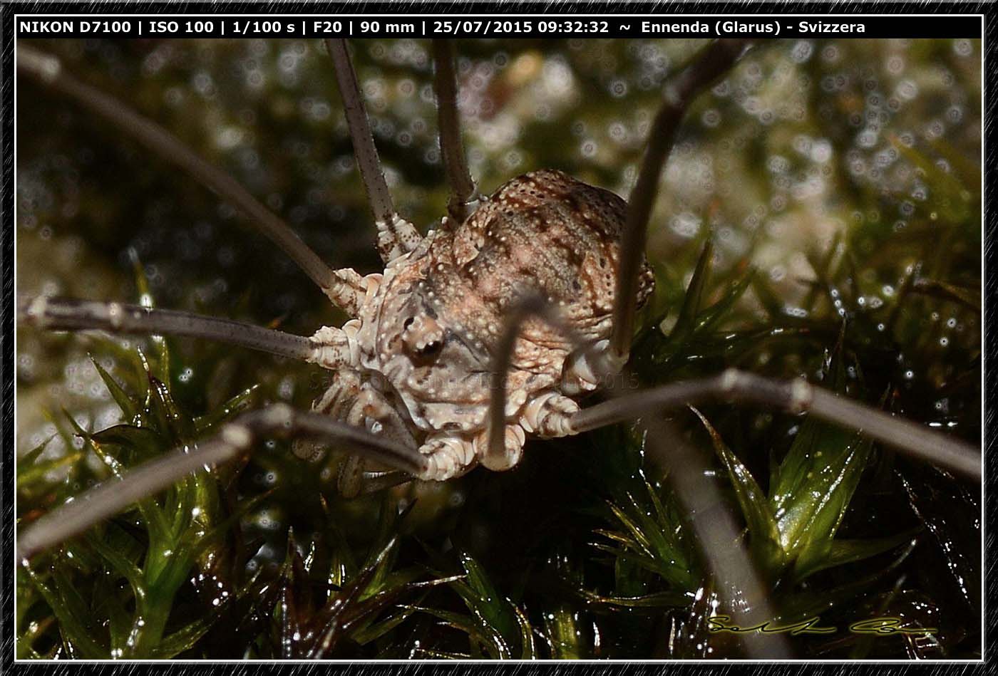 Phalangiidae:  cfr. Phalangium sp. - Ennenda (Svizzera)